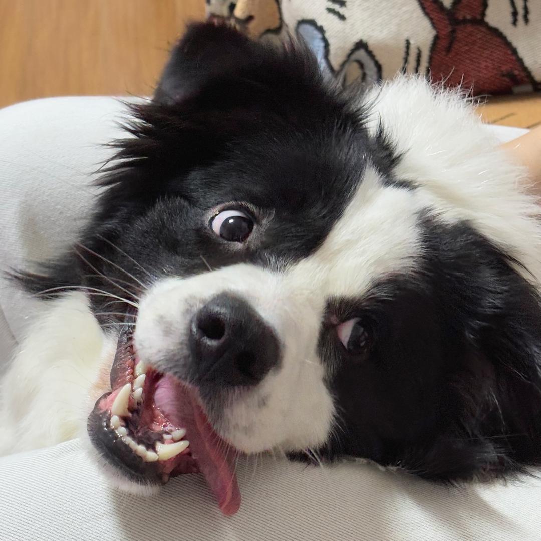 知凹赵有个黑豆