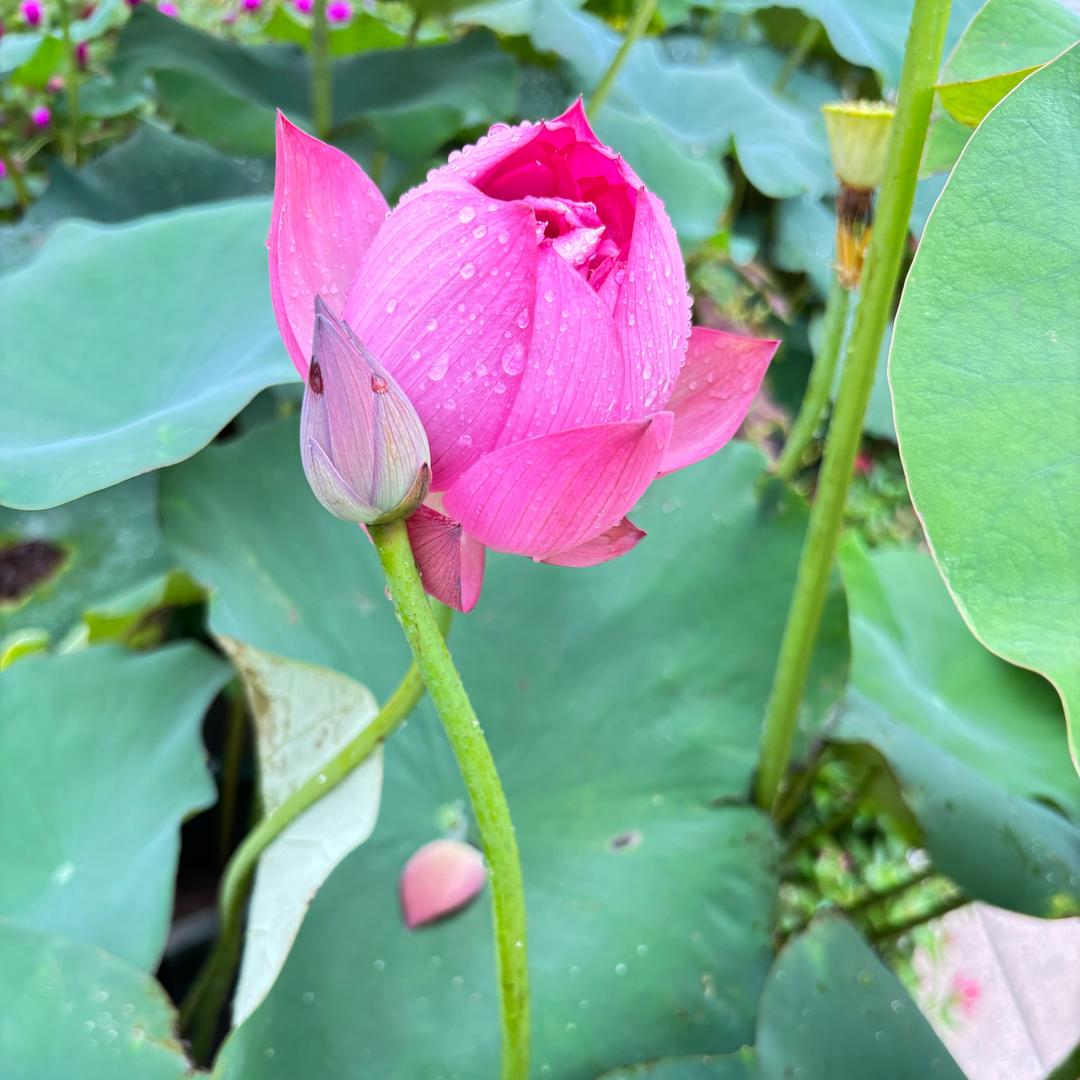 花开富贵花