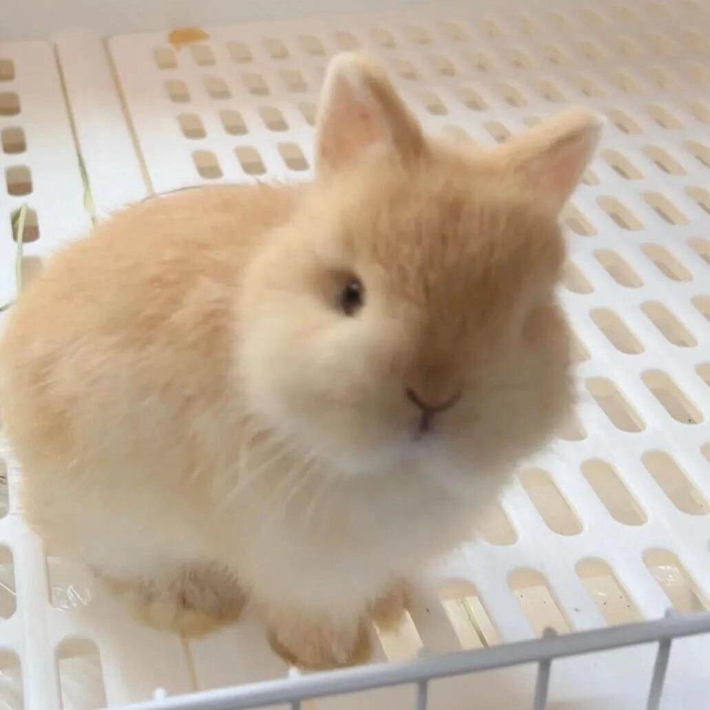 羅羅羅羅永怡