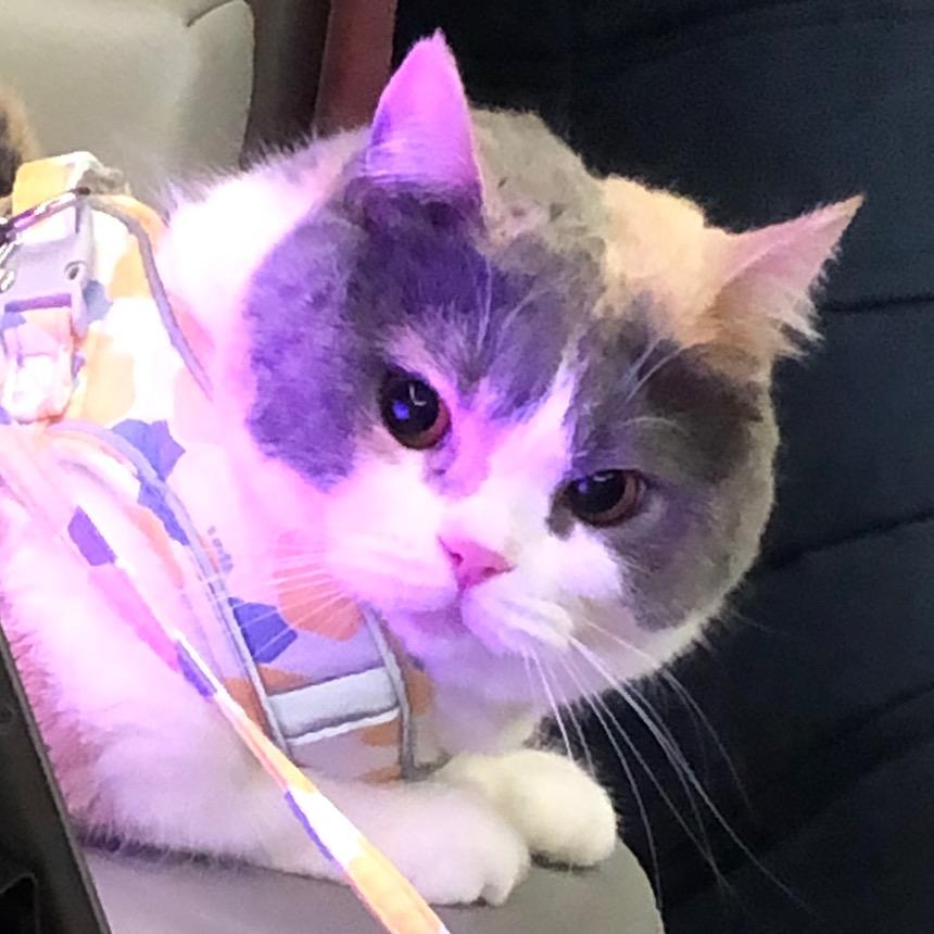 GimGim是只猫