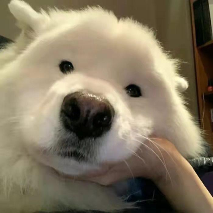 狗兔子吐了