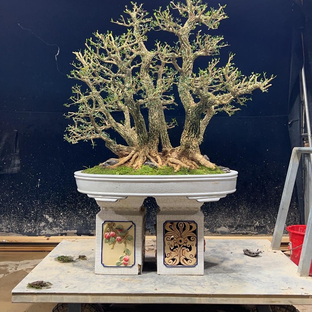 黄炳凌花木优品小铺