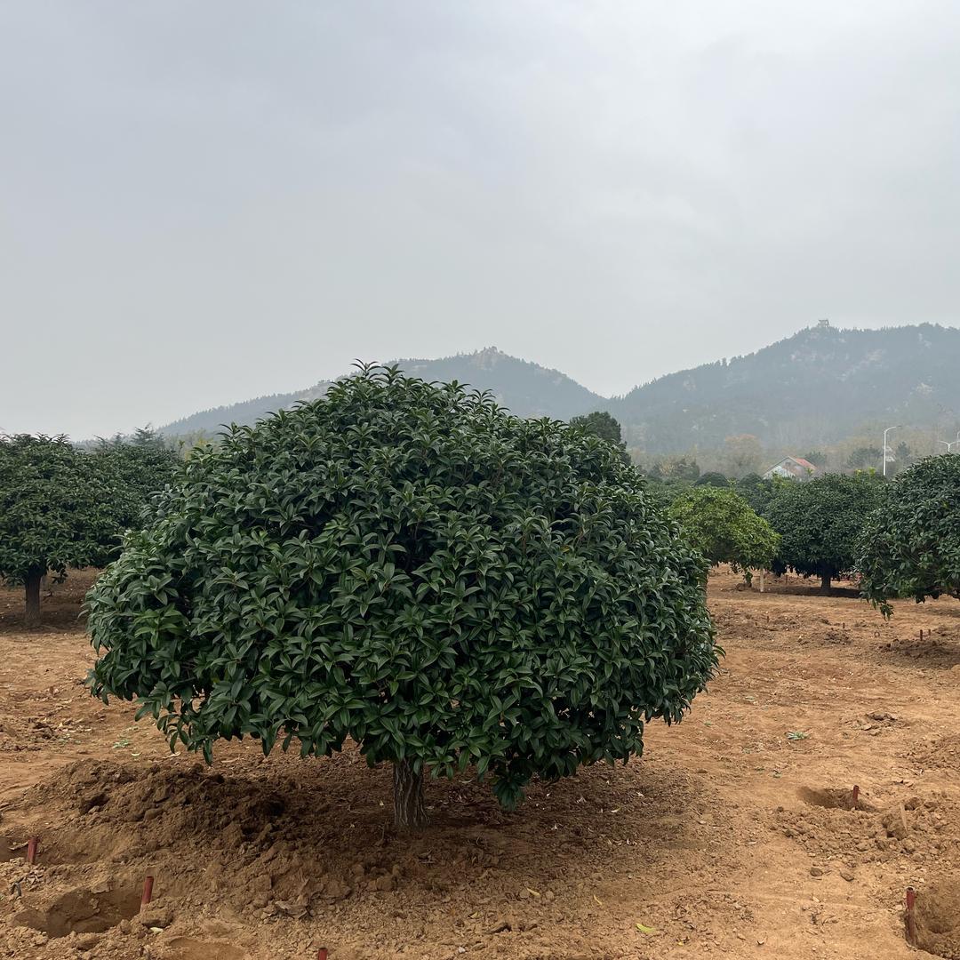 🌴无人机吊装租赁🌴