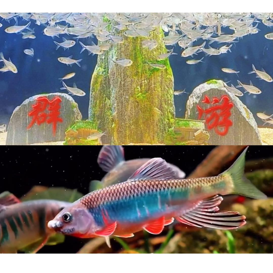 臻龍 养鱼