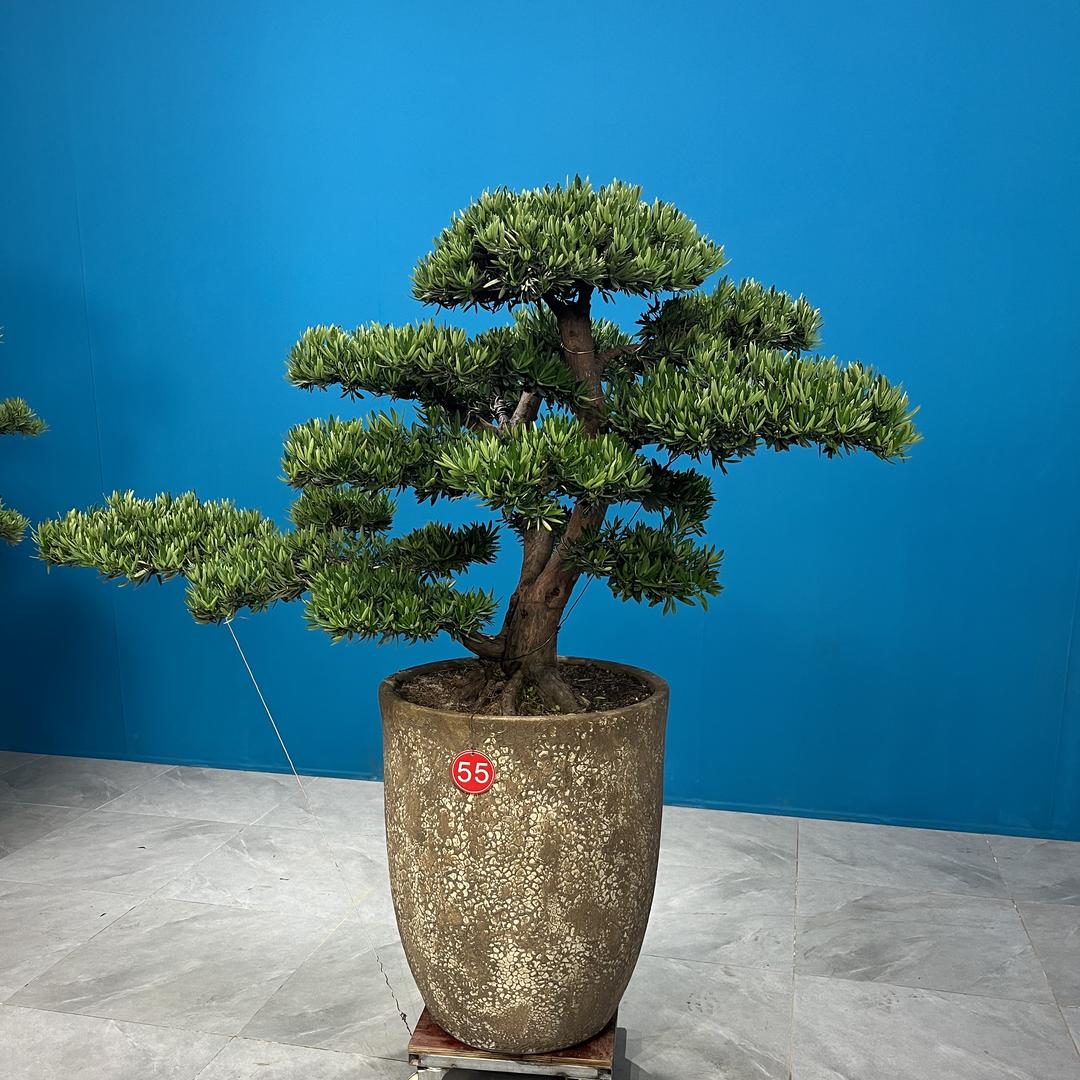月上园林