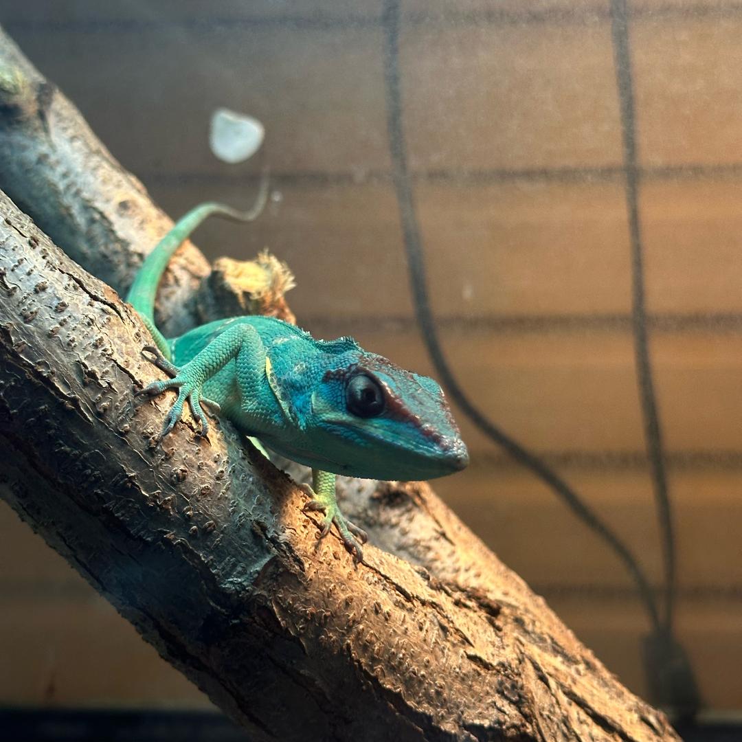 豆姨又又重生记