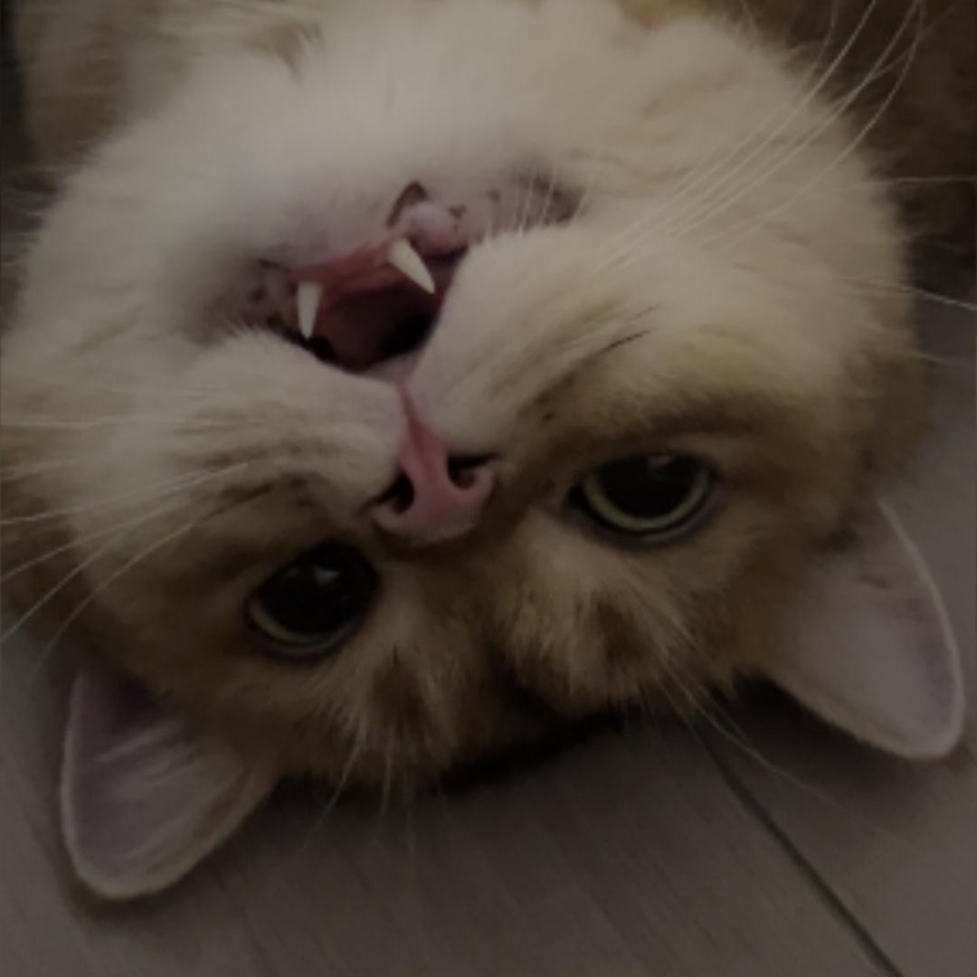 汤圆今天圆不圆