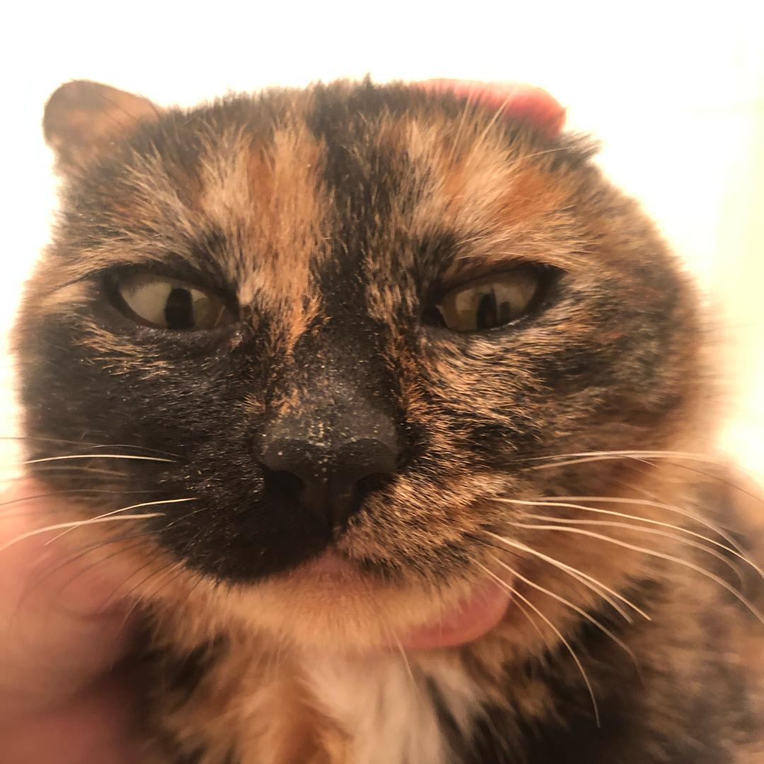 宠物猎人