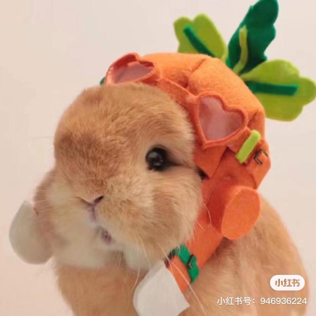 甜橙