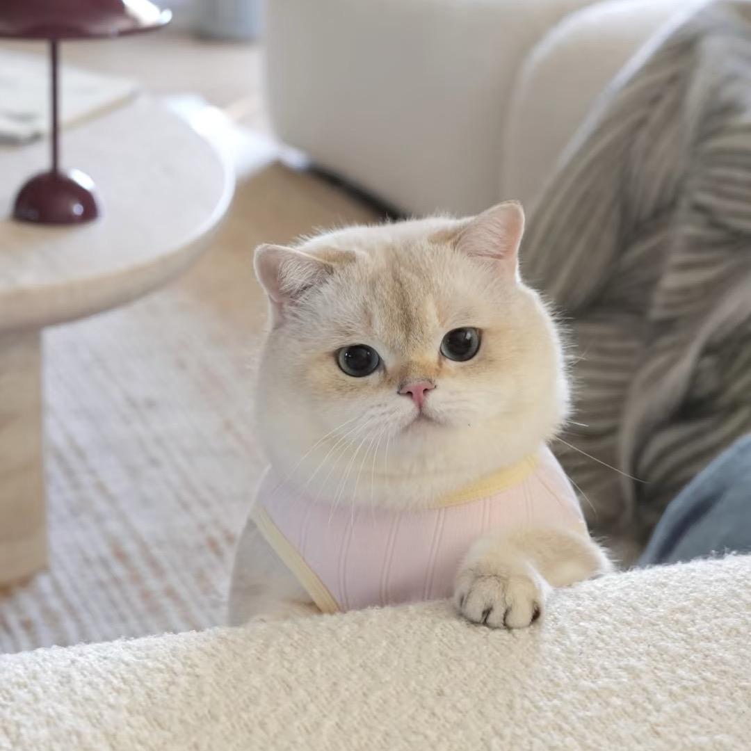 猫咪的开心日常