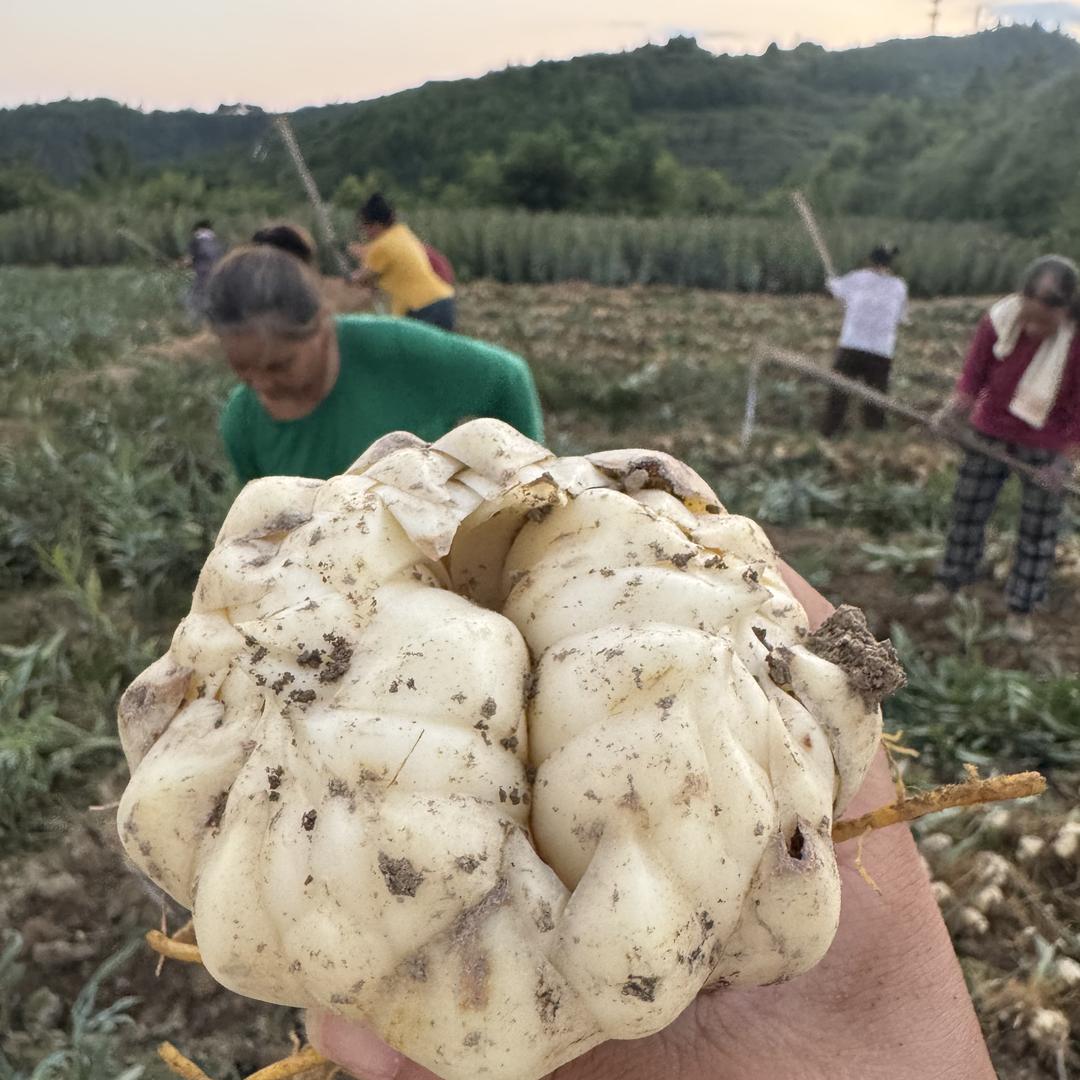 贵州黔汇本草农业优品小铺