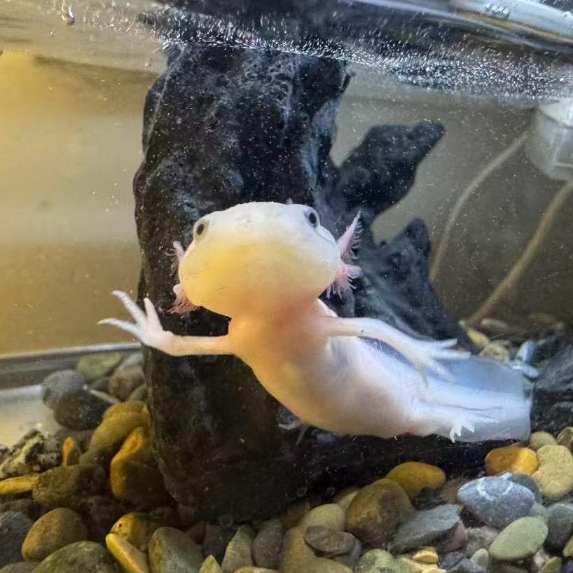 拜托我真不吃鱼啊
