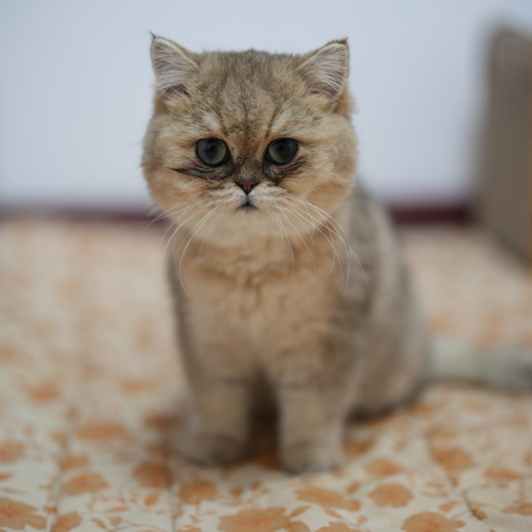 有只🐱叫元宝