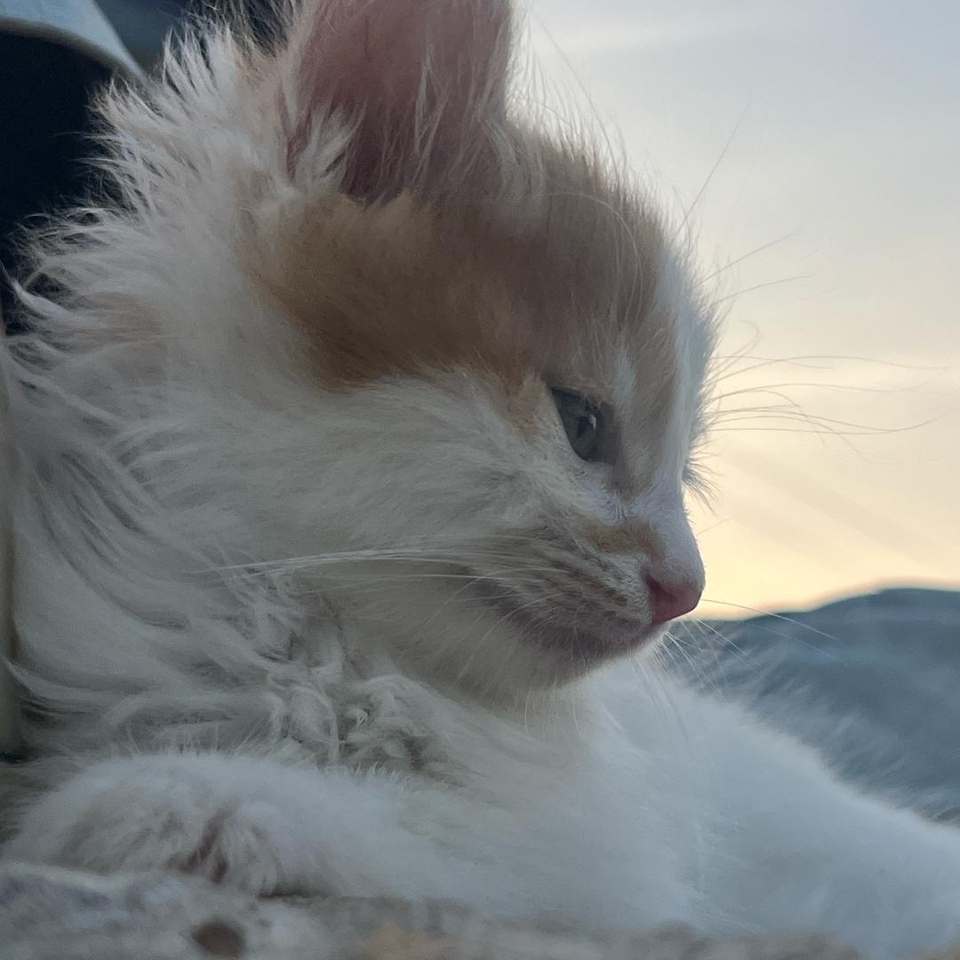 小猫日记