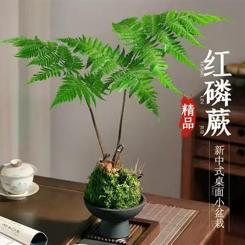 禅意蕨居