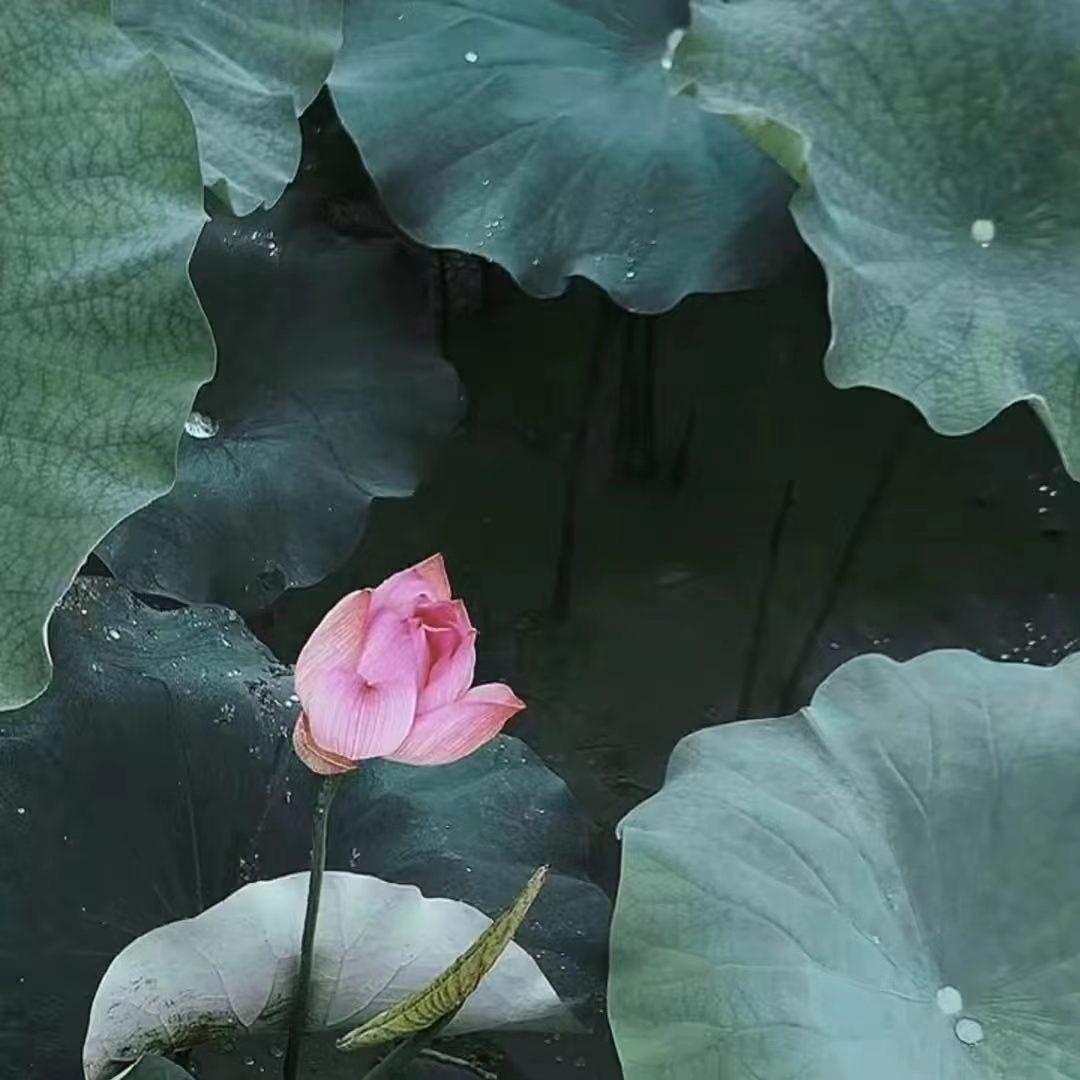 宁采玫瑰不采臣