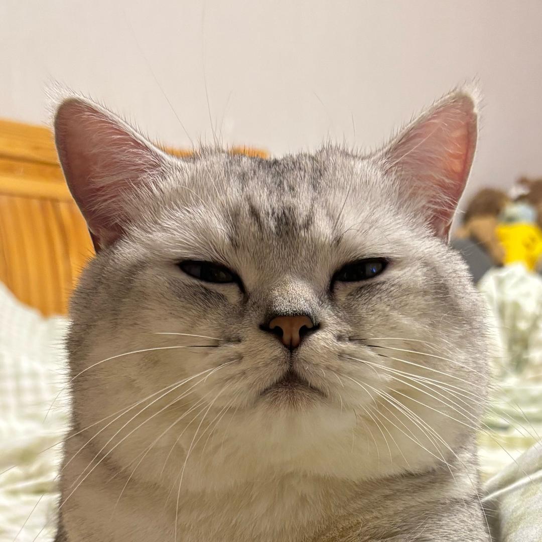 宁宁是只银渐层