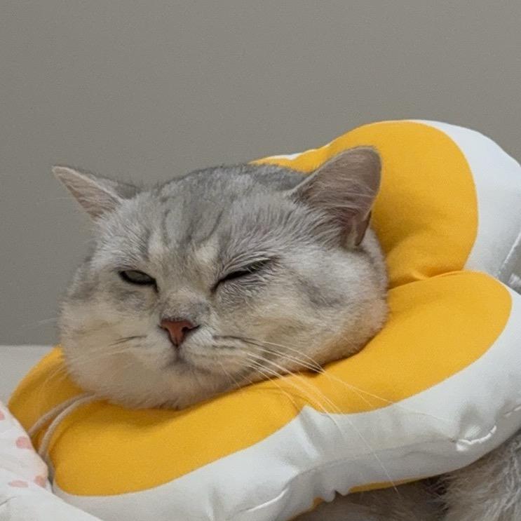 来杯咖啡🐱