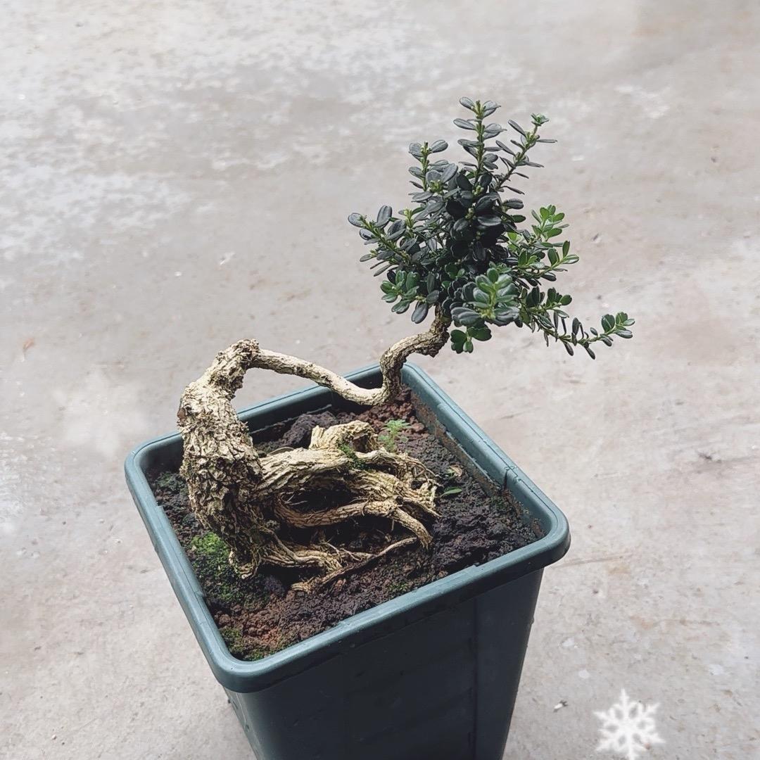 启源绿植臻选阁