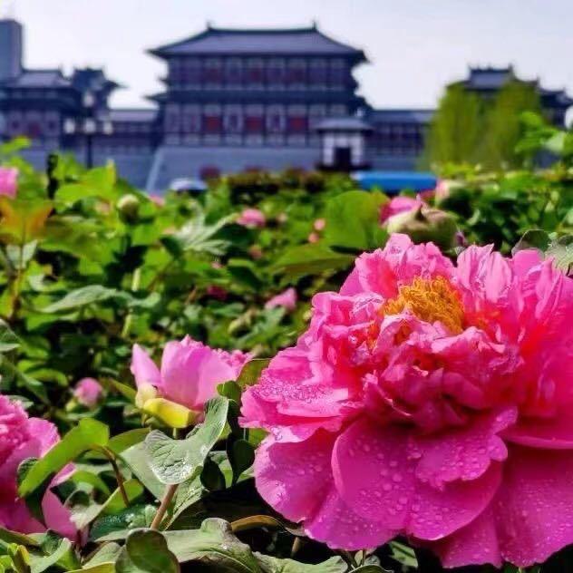 洛阳大唐牡丹
