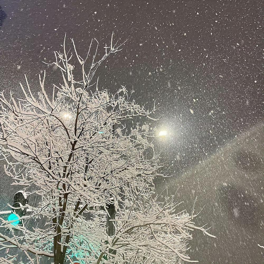 丁大呲花