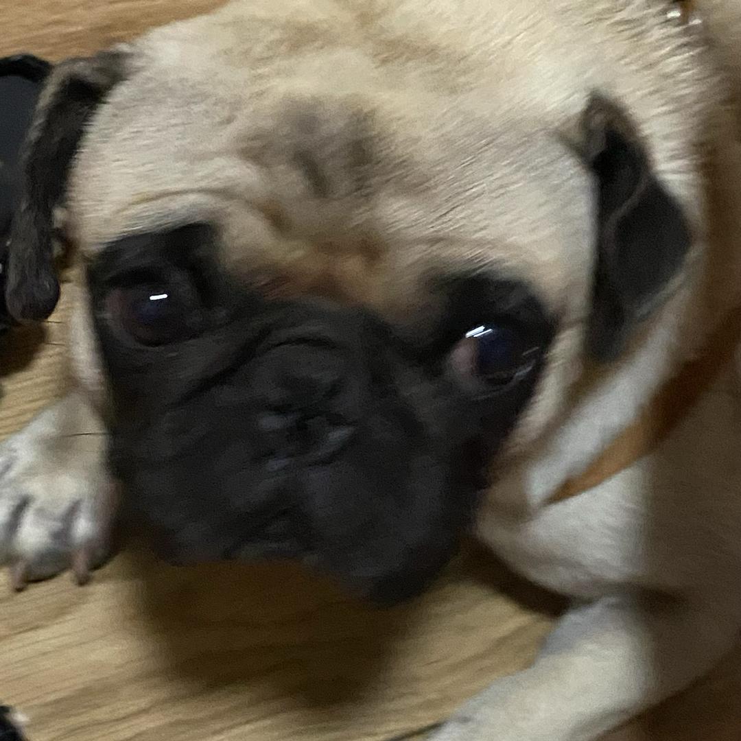 狗贼