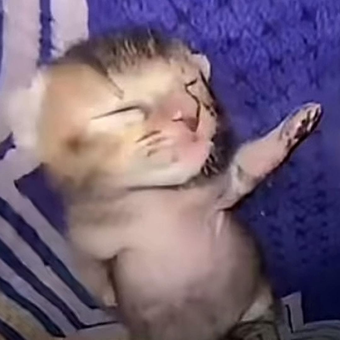 简直就是小布🫎