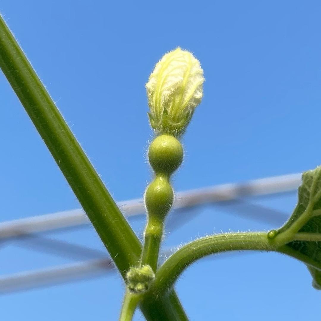 天津嘴葫芦批发