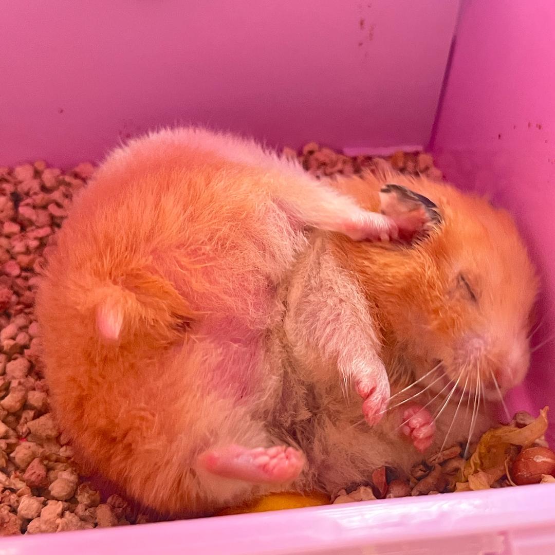 英语8级滴小老许🐹