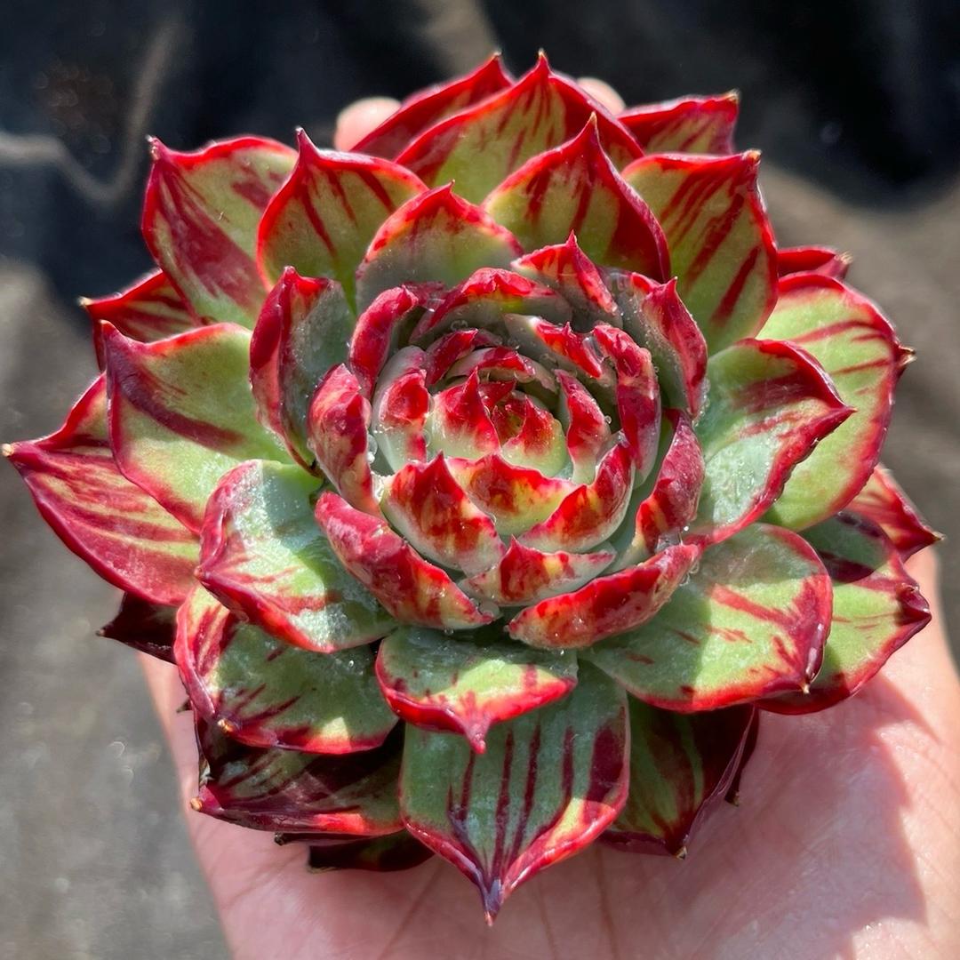 🌸小野花多肉🌸