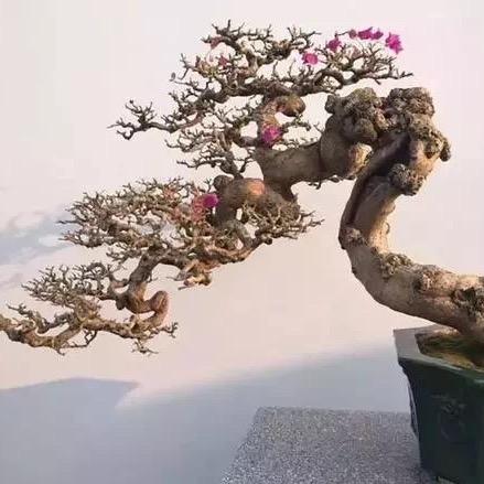 品藝盆景