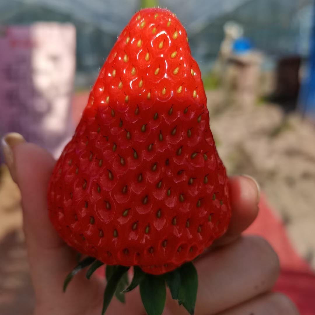 城南蜀东驾校胖子🍓草莓采摘园