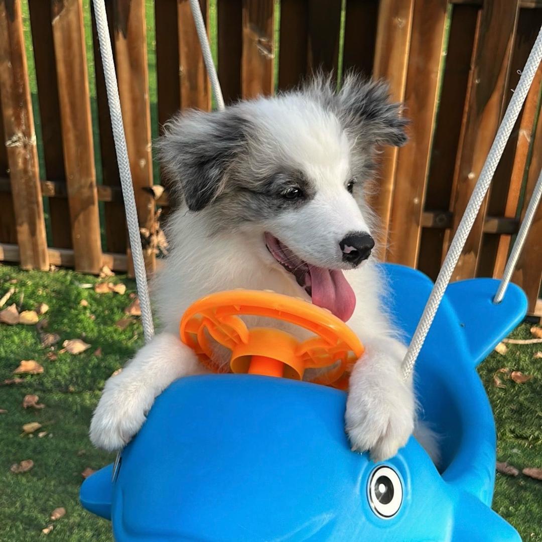 白景（三角洲跑刀摸卡大师）