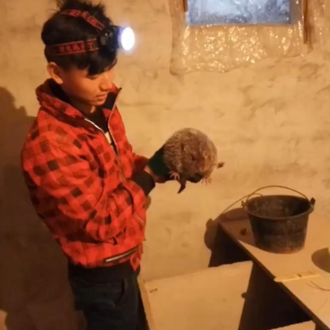 小…盘 竹鼠养殖