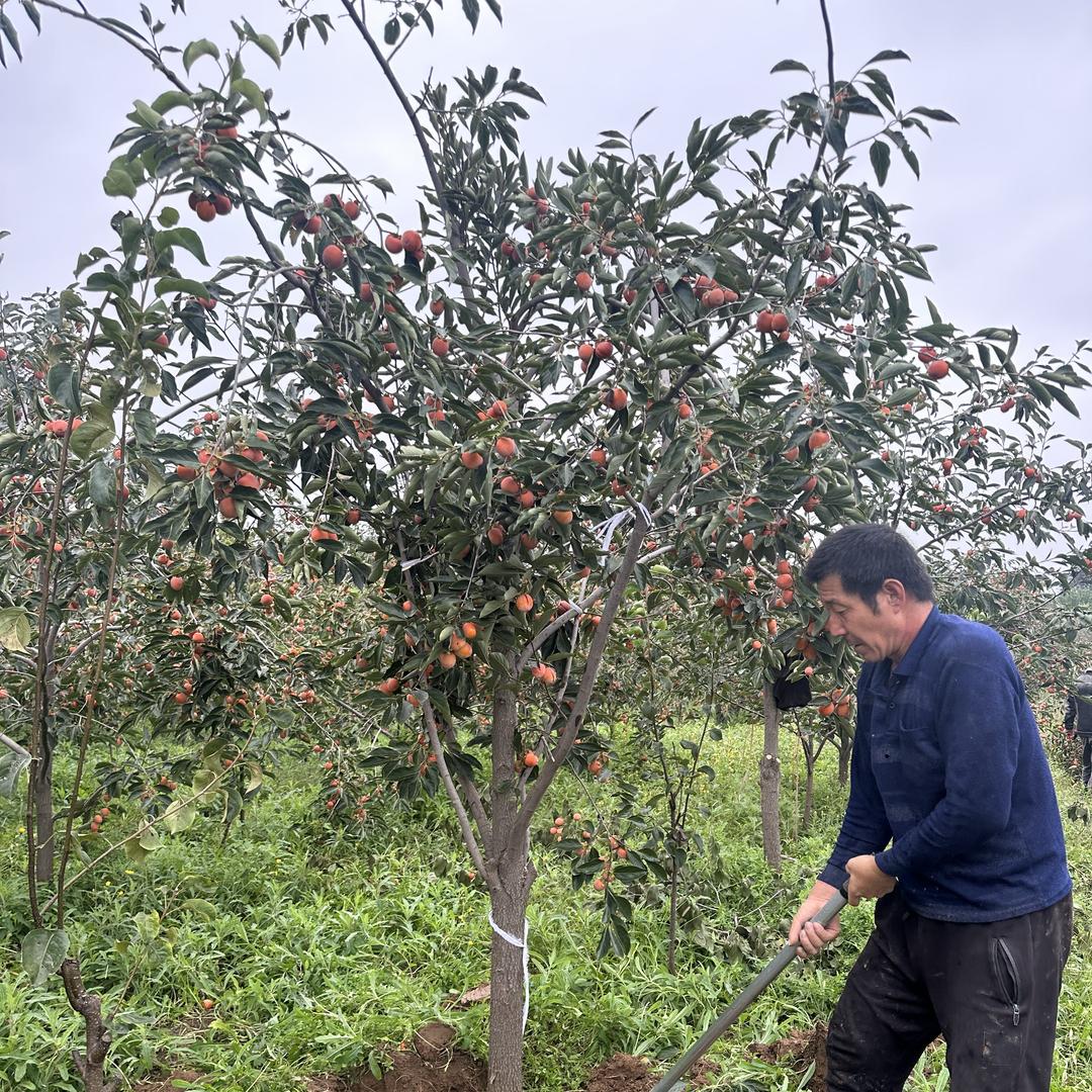 伟硕果树苗木专营店