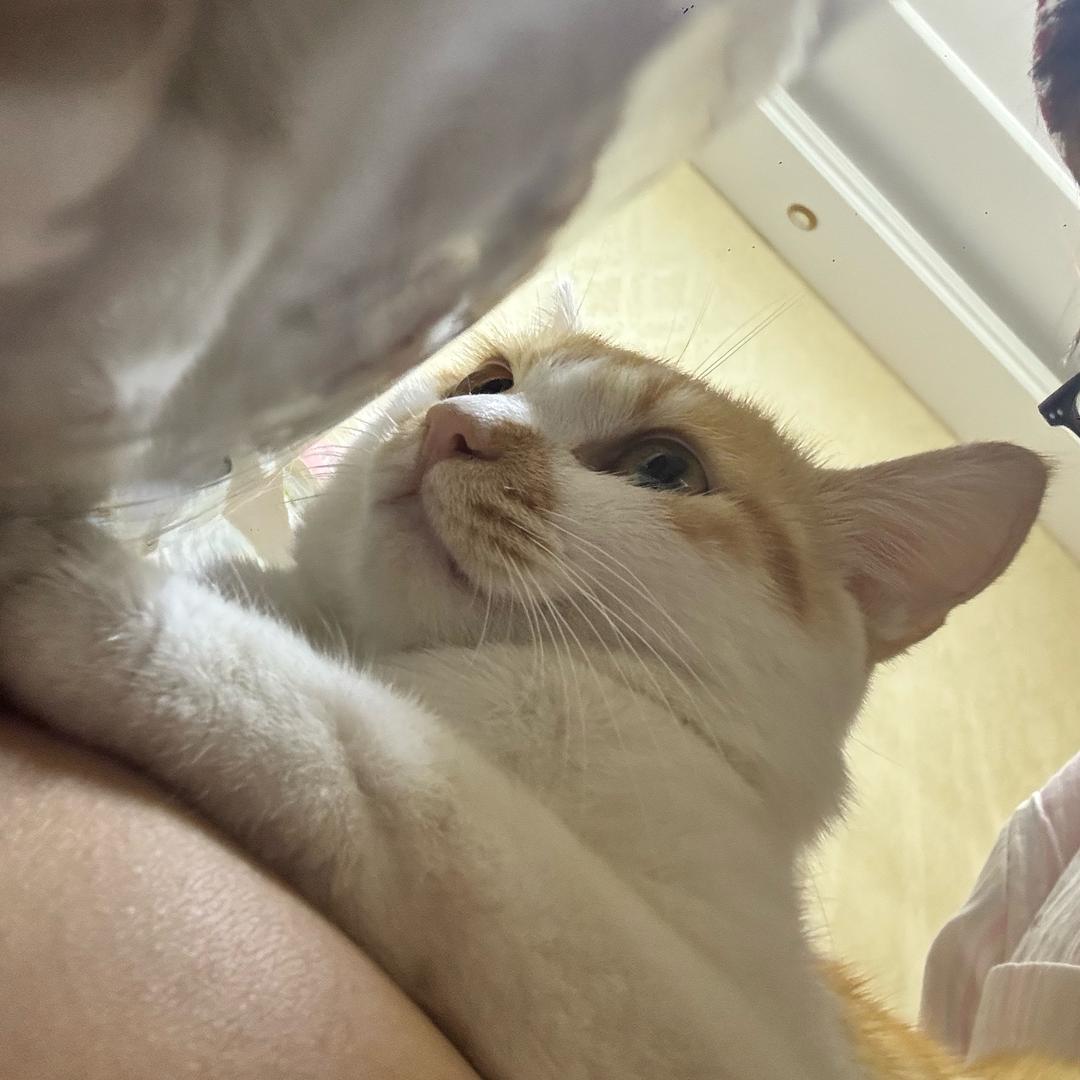 二胖.