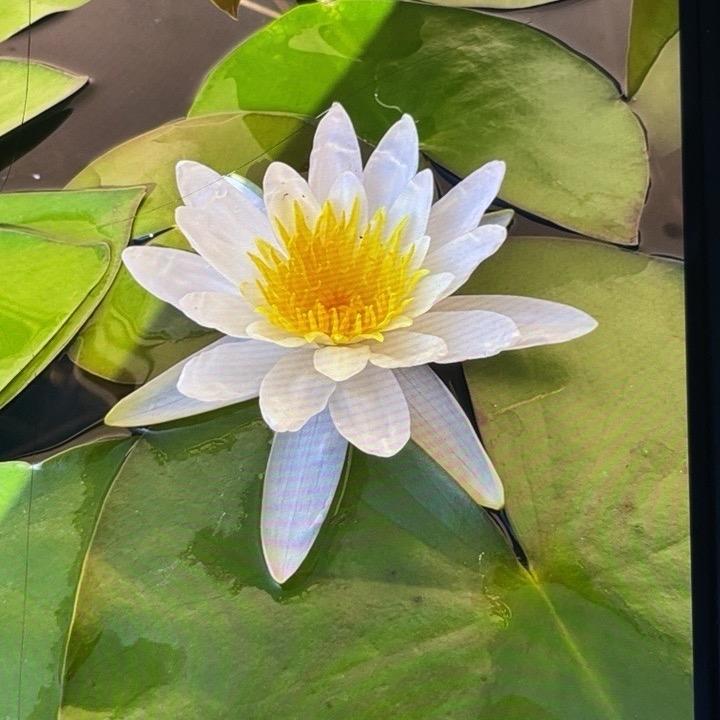南乔枝