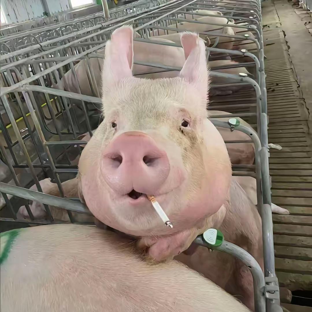 劳资花点卷买的乌鲁鲁