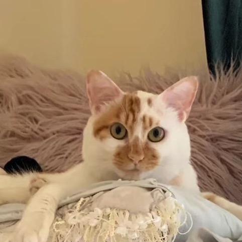 黑猫走钢丝