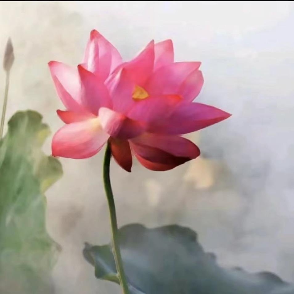 静心禅音（唱机在橱窗）