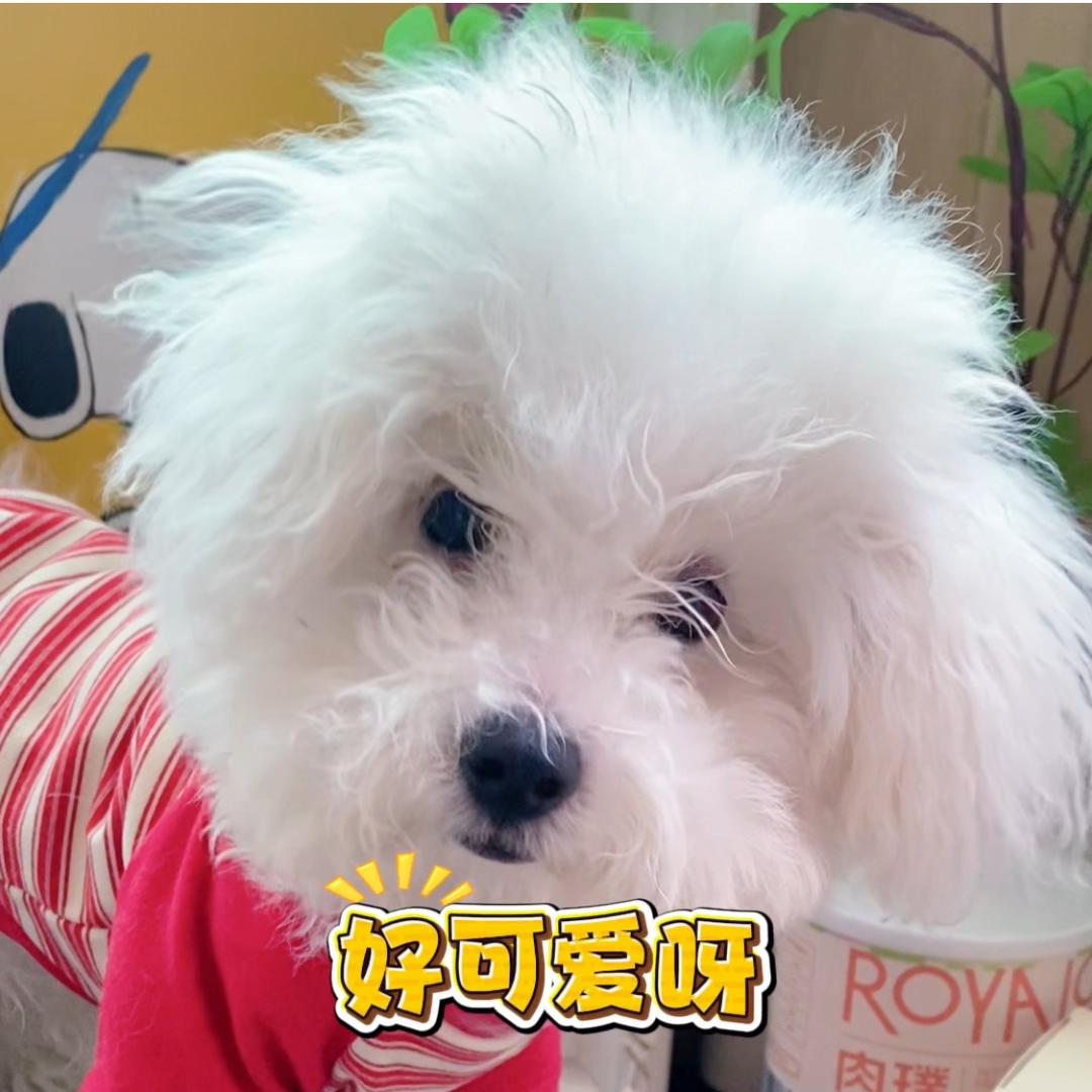 元宝是只比熊（狗狗薅羊毛版）