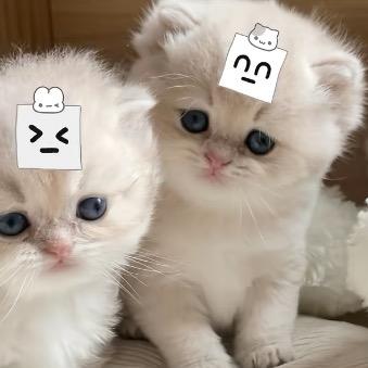 喵减笨