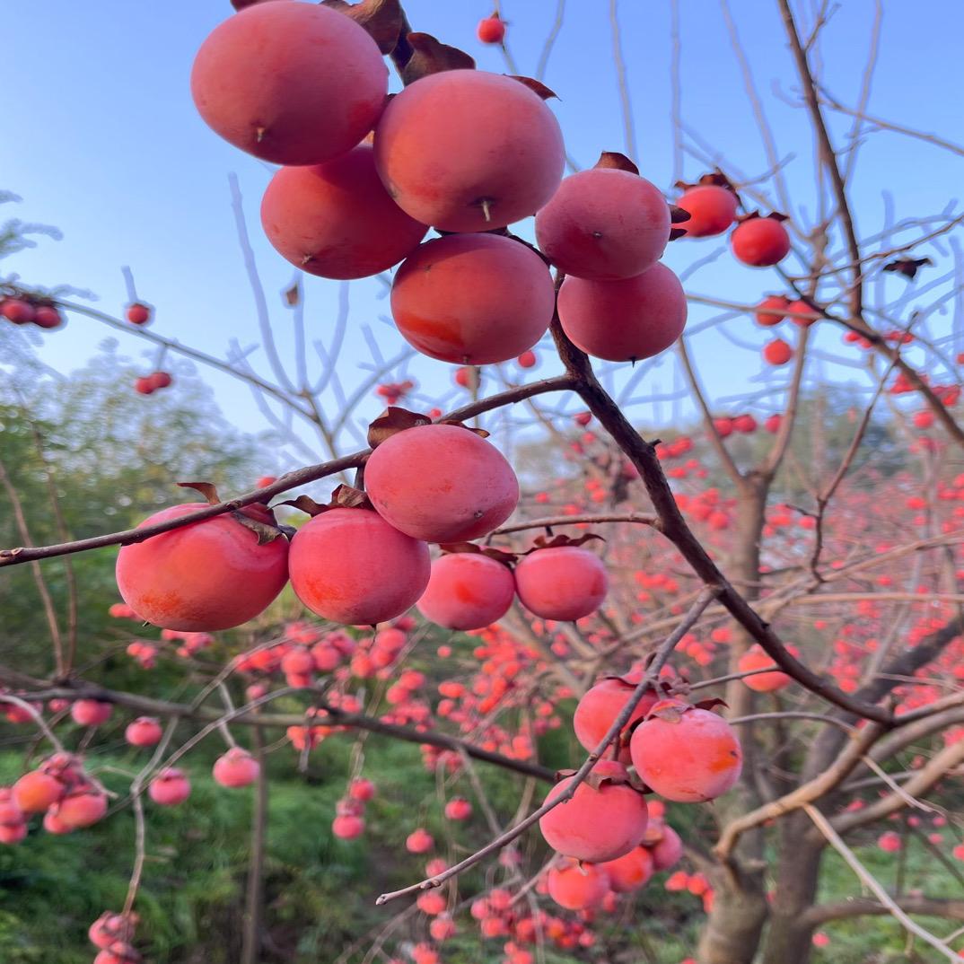 浚源果树苗木种植基地