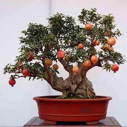 小鹿盆景园艺
