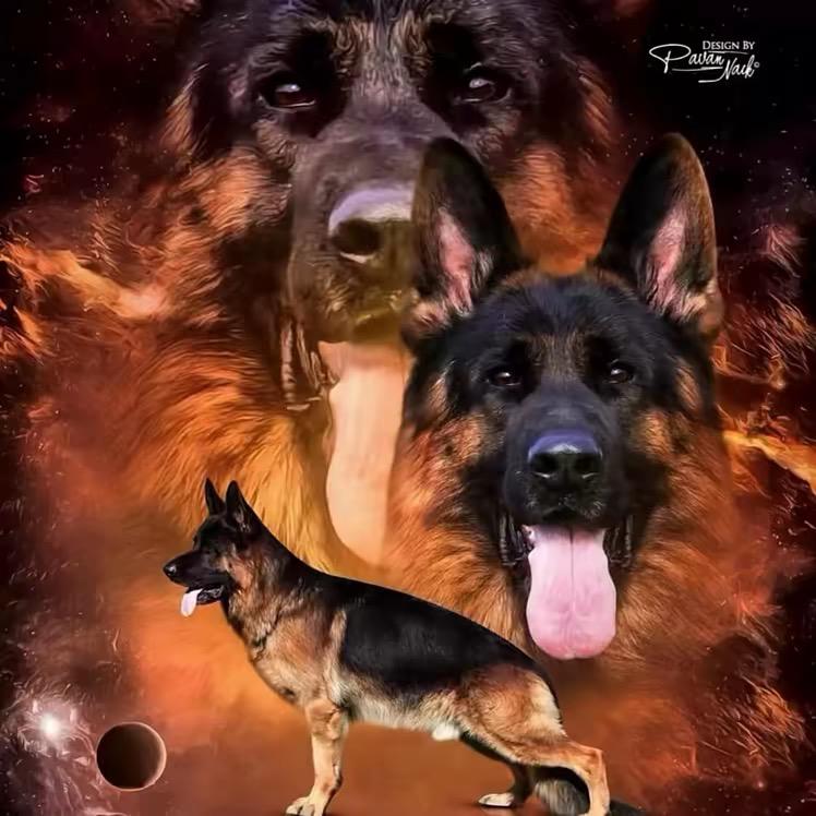 csv德牧爱好者（张佬ban🌕）