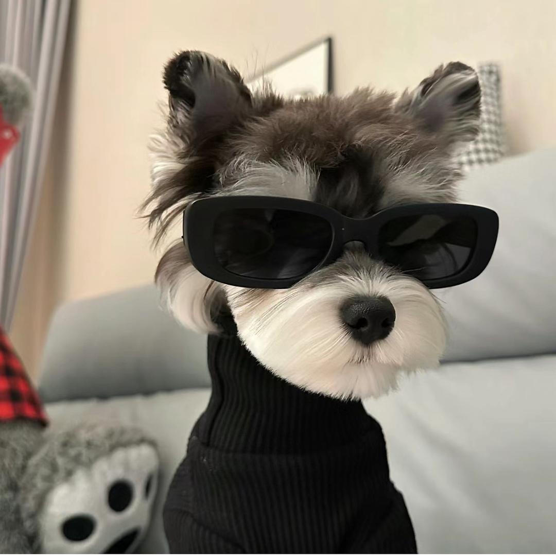 爱抄公式的李喵喵