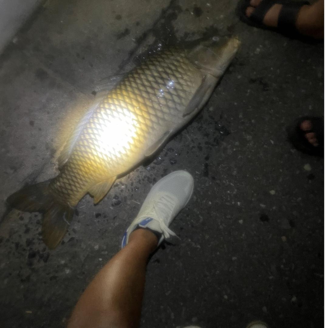 野钓蛮王 (鲤鱼杀手 )