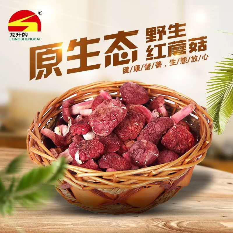 浦北龙升红椎菌