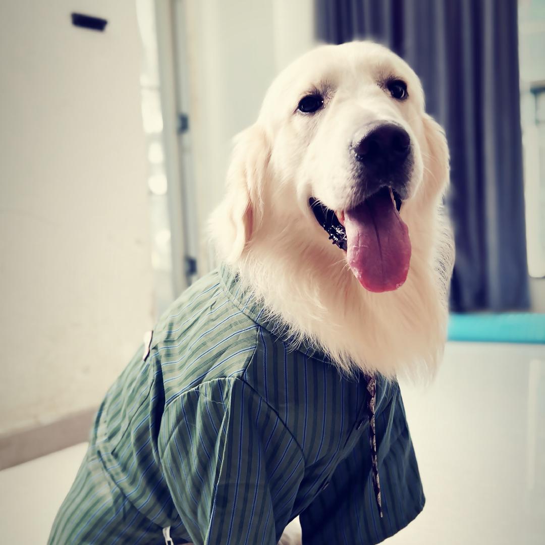 热点是只金毛