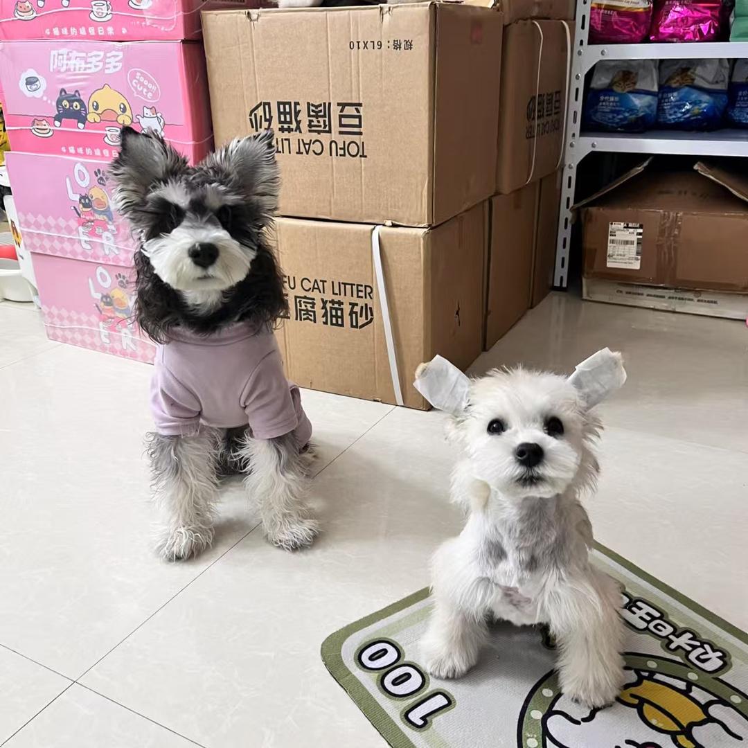 秋球